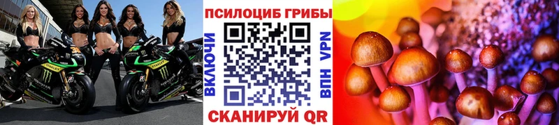 где купить   Феодосия  Галлюциногенные грибы Psilocybe 